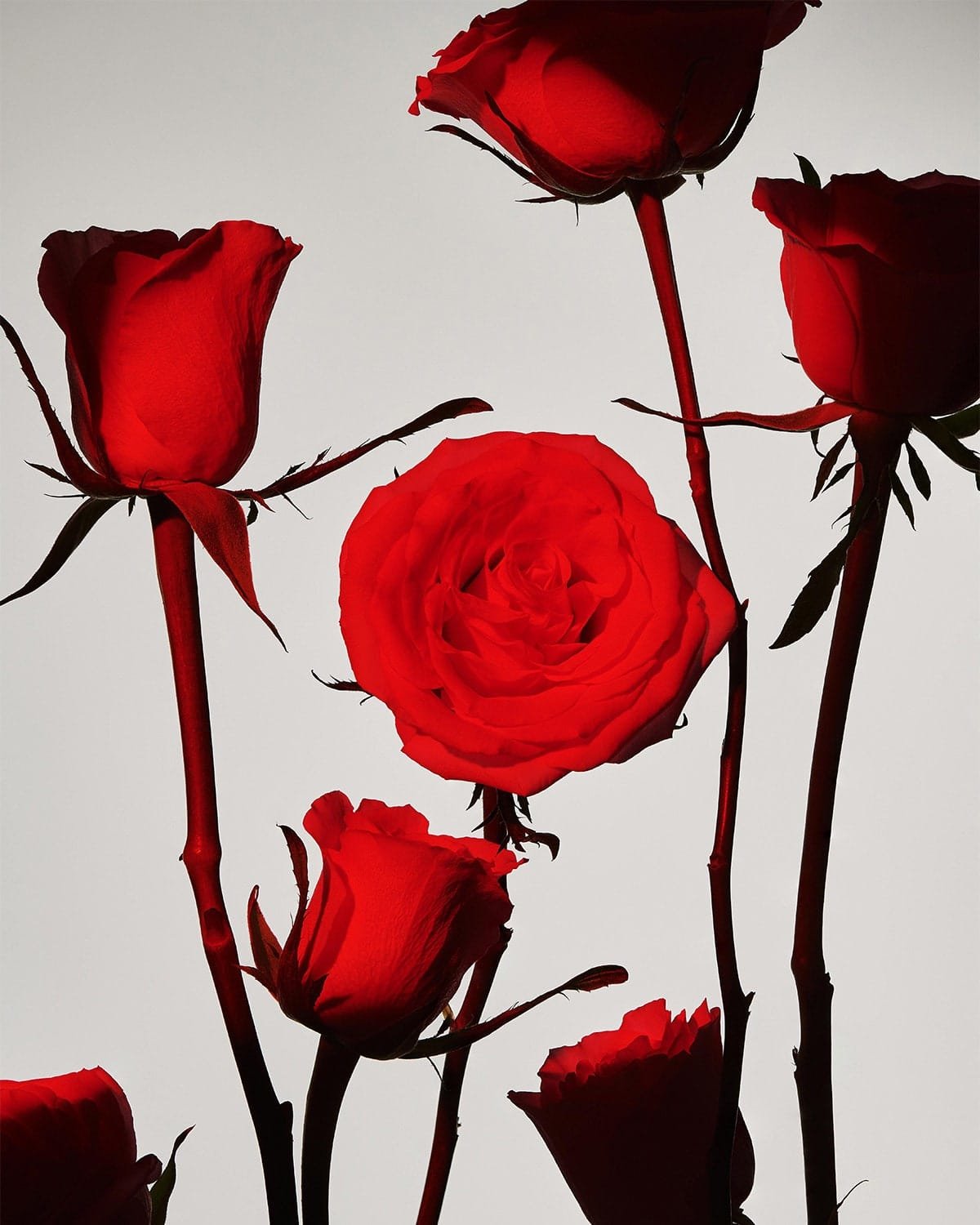 modern-rose.jpg