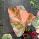 Philodendron 'Strawberry Shake' – Alles Wat Je Moet Weten