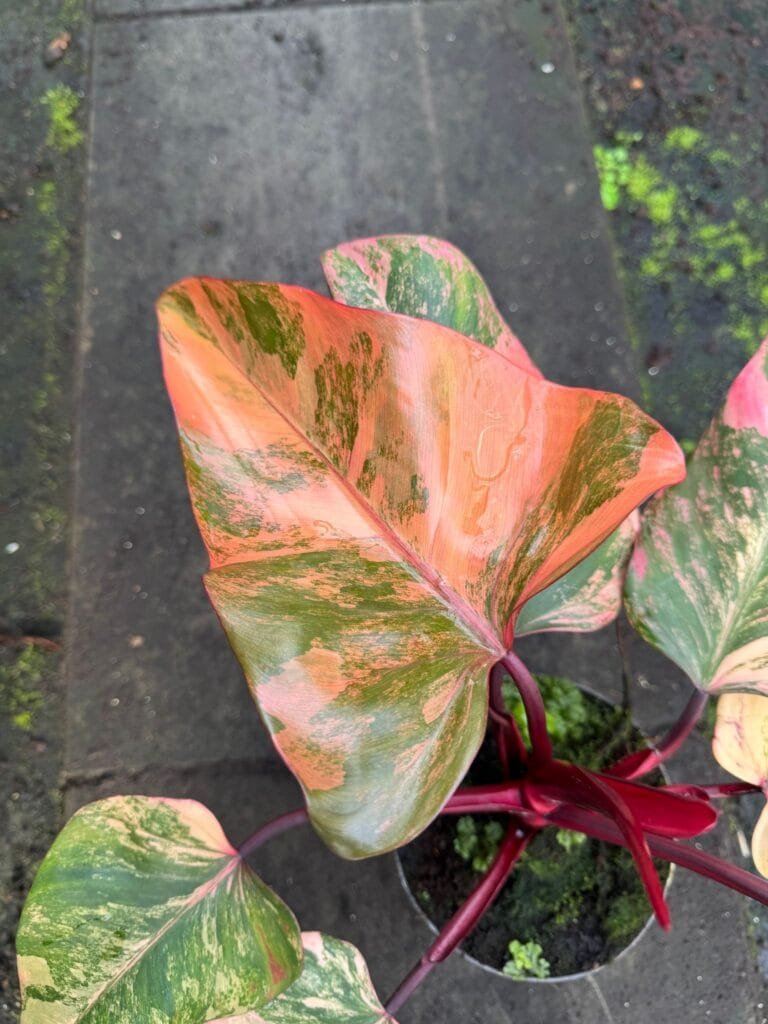 Philodendron 'Strawberry Shake' – Alles Wat Je Moet Weten