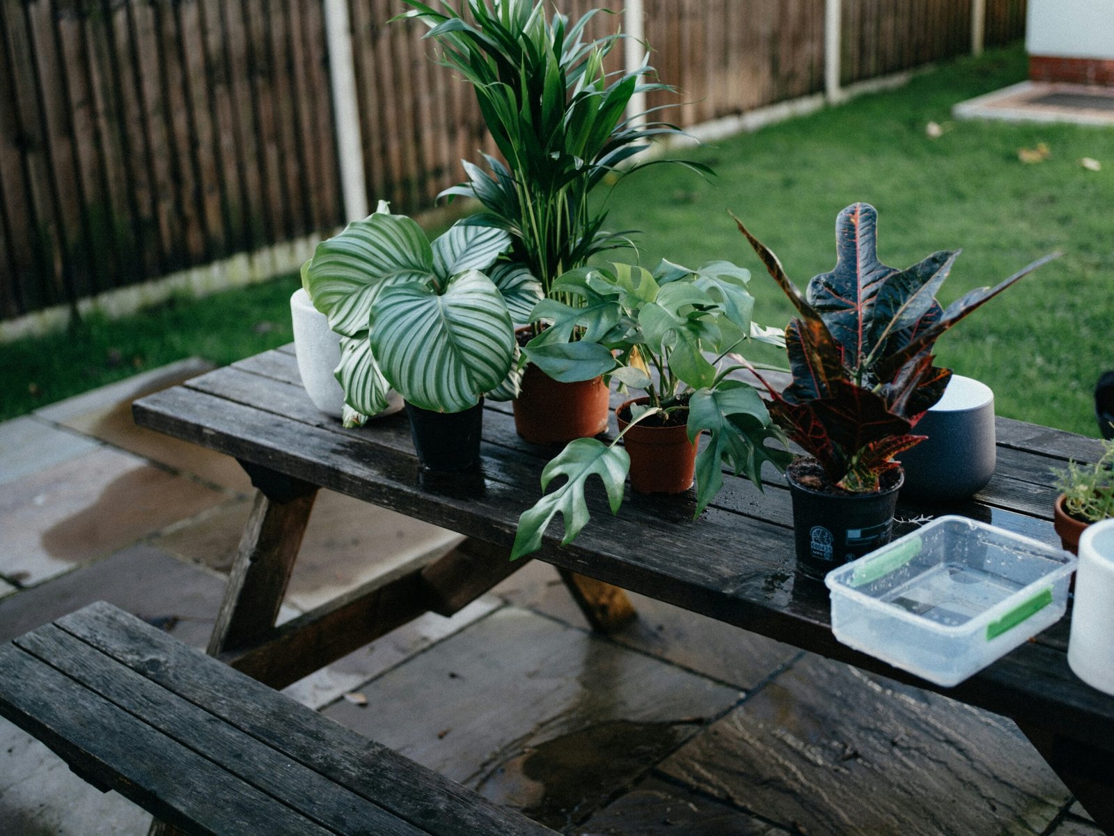 Beste Verzorgingstips voor Kamerplanten met 100% Kwaliteitsgarantie